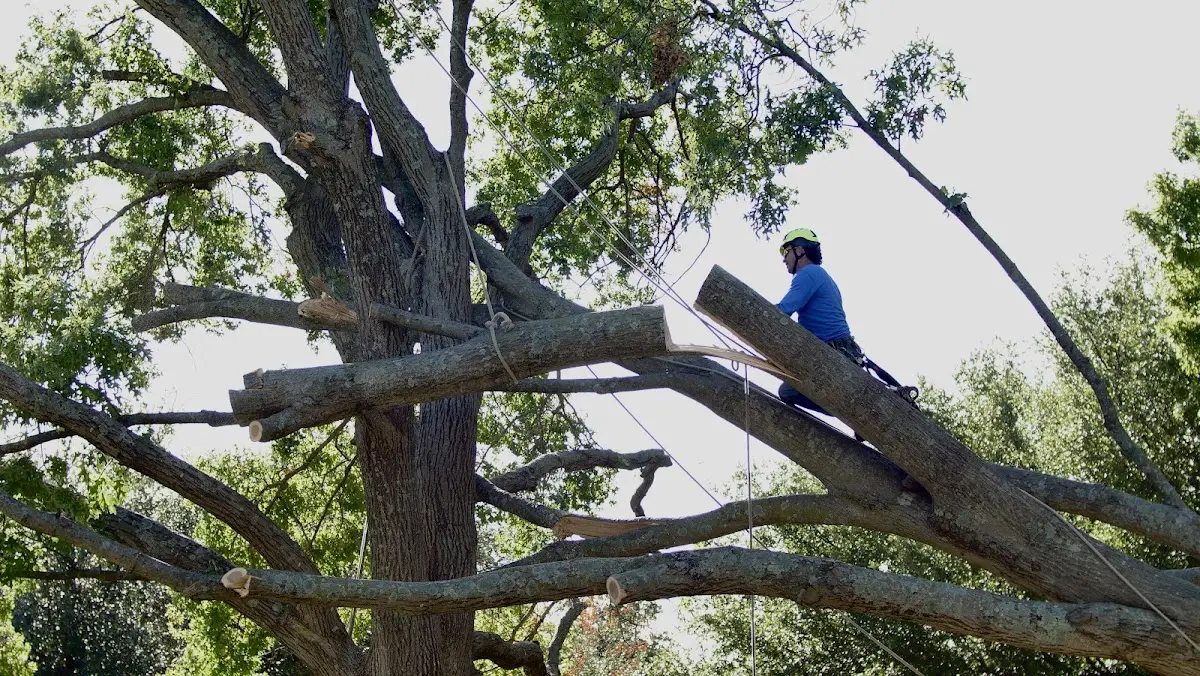 Professional Crown Thinning performed by certified arborists in Barataria